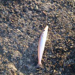 激渋の越中キス