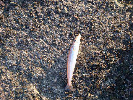 激渋の越中キス