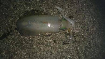 夕まずめ狙いでのアオリイカ