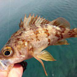 快晴メバリング