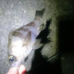 風にも負けず！