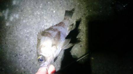 風にも負けず！