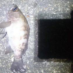 暖かいですが。