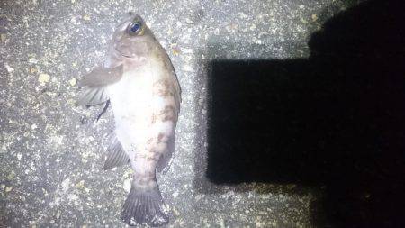 暖かいですが。