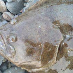 初めて釣りました!!