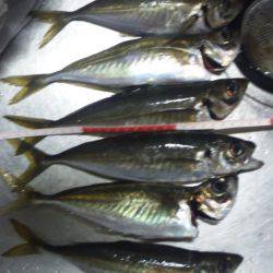 尺越えならず・・・