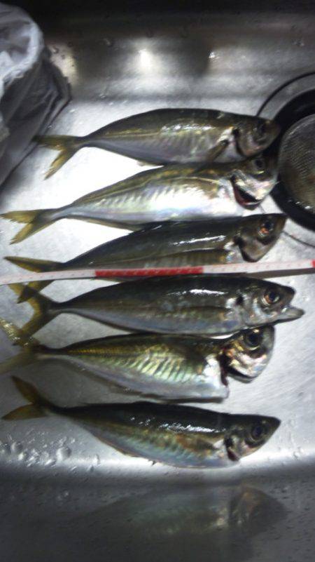 尺越えならず・・・