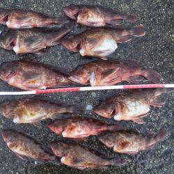 あれ・・・アジ君がいない