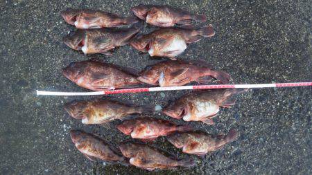 あれ・・・アジ君がいない