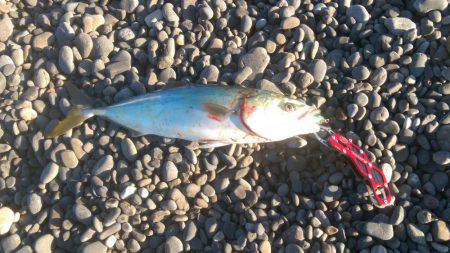 ショアジギング