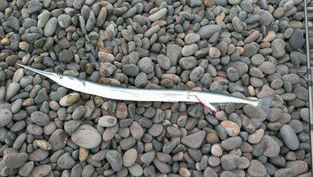 ダツの擦れ掛かり