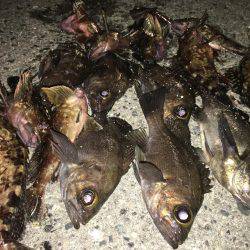 ロックフィッシュ！極寒でも釣れたらポカポカ！