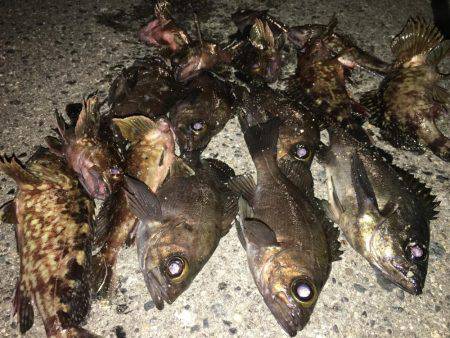 ロックフィッシュ！極寒でも釣れたらポカポカ！