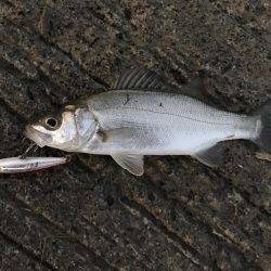 今日はセイゴ遊び！