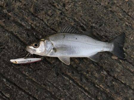 今日はセイゴ遊び！