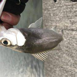 やっぱりセイゴ…