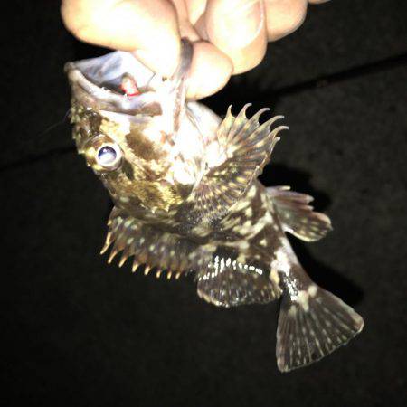 ガシラ釣れた！