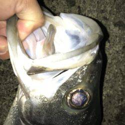 やっとセイゴ脱出！