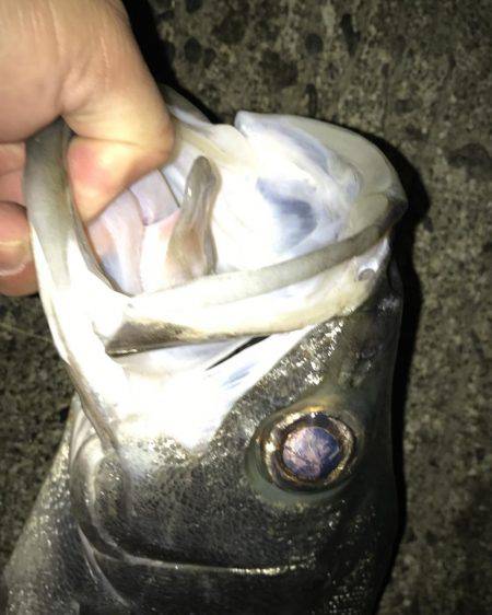 やっとセイゴ脱出！