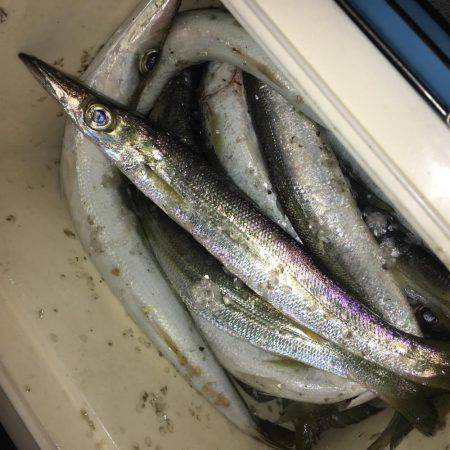 カマスの大群に遭遇