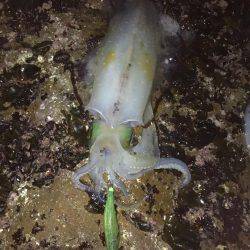 久々のアオリがお目見え