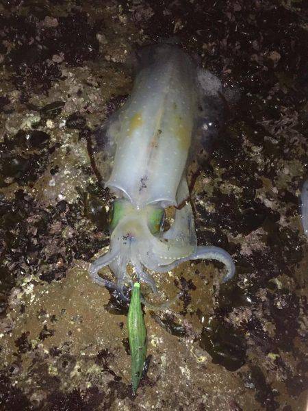 久々のアオリがお目見え