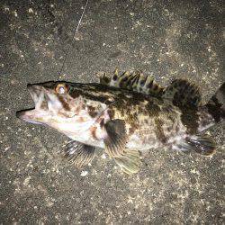 短時間釣行 チヌ&タケノコメバル