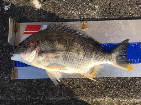 デイ&ナイトチニング