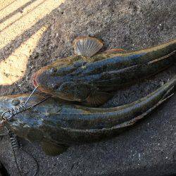 フラットフィッシング