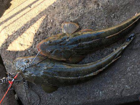 フラットフィッシング