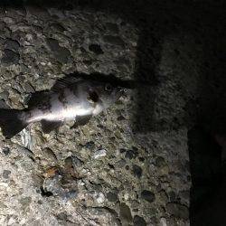 メバルプラッキング