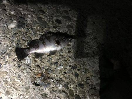 メバルプラッキング