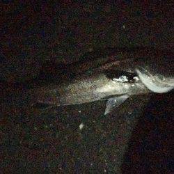 メバリングのはずが