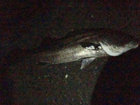 メバリングのはずが