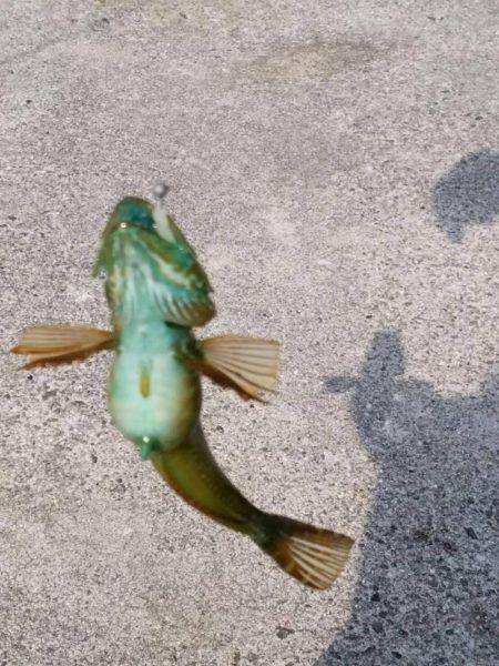 ロックフィッシュデビュー