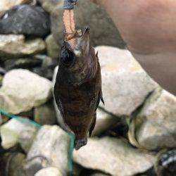 サゴシは300m先か？