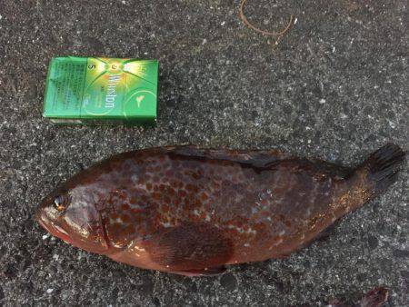 虫ヘッド、初挑戦