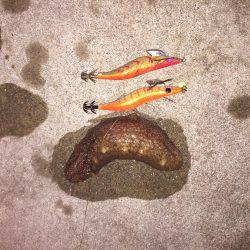 癒しのコウイカちゃん