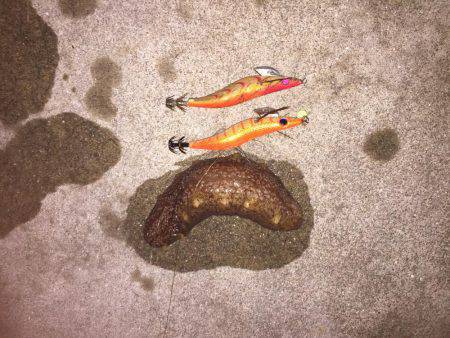 癒しのコウイカちゃん