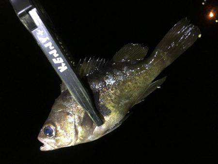 そう！これが釣り！