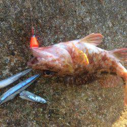 煮付け食べたくて