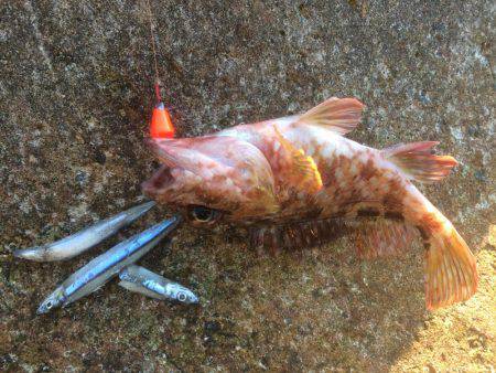 煮付け食べたくて