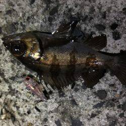 ボウズ逃れメバリング