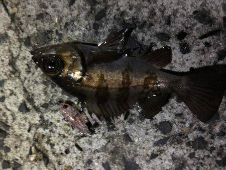 ボウズ逃れメバリング