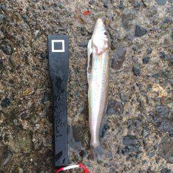 雨の中で投げ釣り