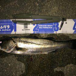 ライトタックルでシーバス