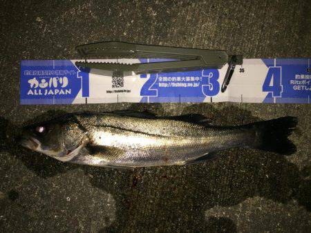 ライトタックルでシーバス