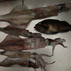 ヤリイカ、メバル