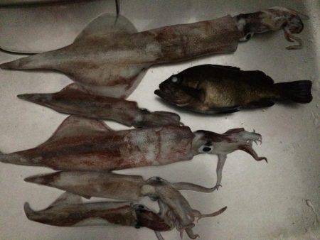 ヤリイカ、メバル