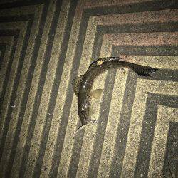 アジングに行ってアジング